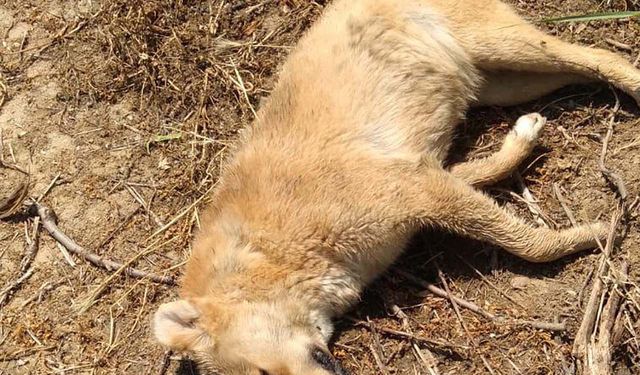 Zehirlendikleri öne sürülen 6 sokak köpeği ile 2 kedi öldü