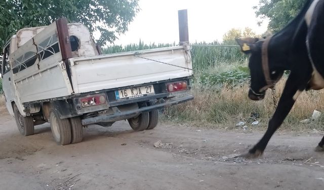 Kamyonetin arkasına bağladığı büyükbaş hayvanı yol boyunca sürükledi