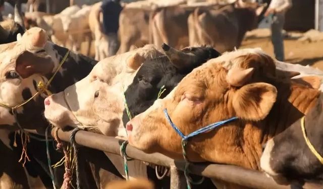 Şap kâbusu sürüyor! 81 ilde kapandı