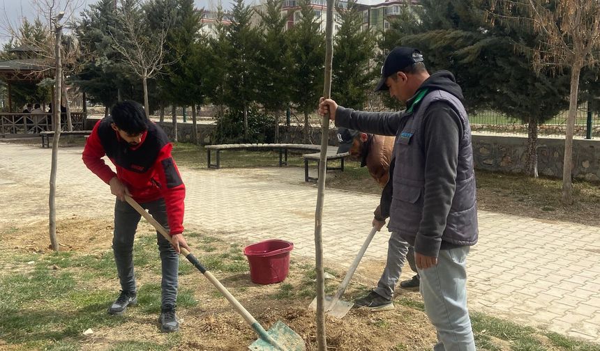 Gürün’de 250 fidan  toprakla buluştu