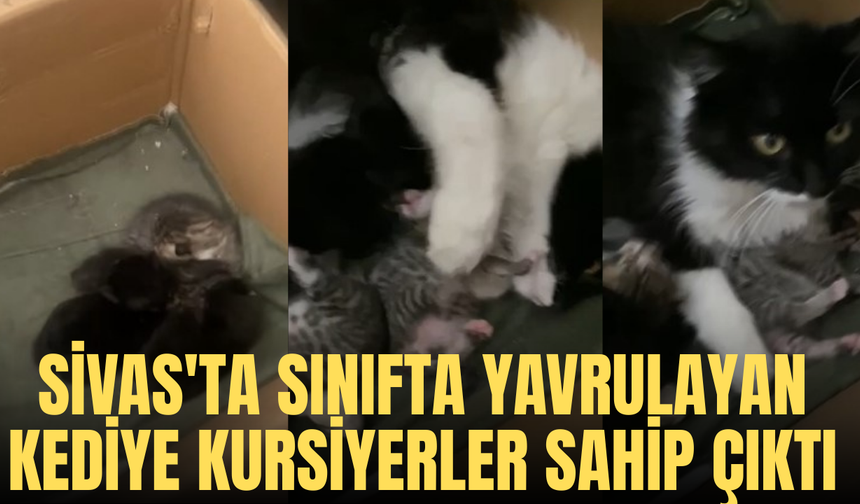 Sivas'ta sınıfta yavrulayan kediye kursiyerler sahip çıktı