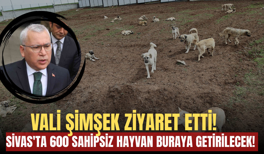Vali Şimşek ziyaret etti! Sivas'ta 600 sahipsiz hayvan buraya getirilecek!