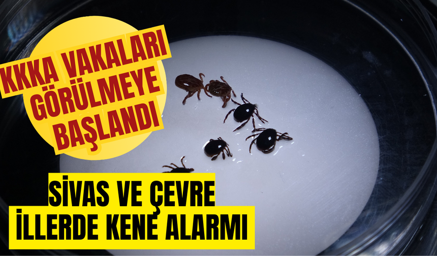 Sivas ve Çevre İllerde Kene Alarmı: KKKA Vakaları Görülmeye Başlandı