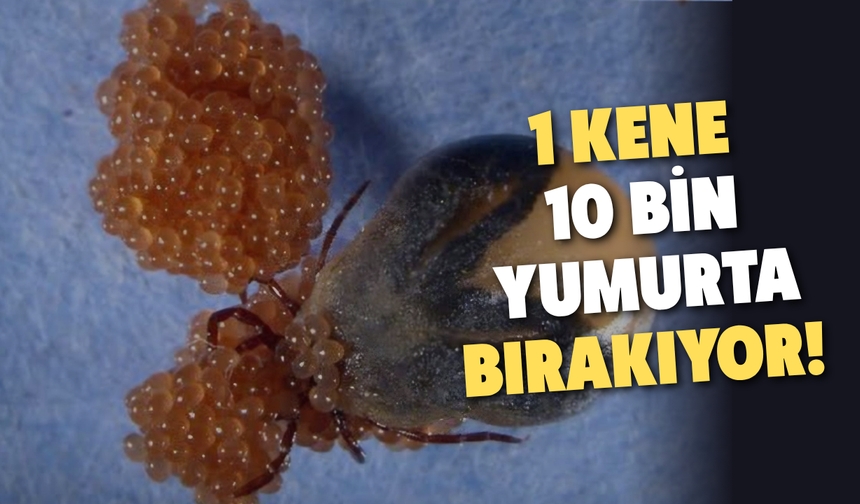 1 kene 10 bin yumurta bırakıyor!