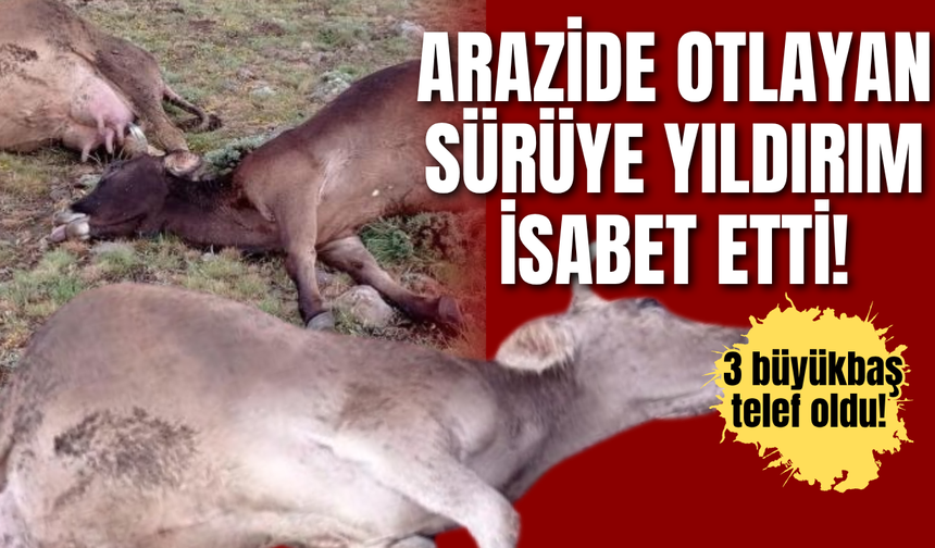Arazide otlayan sürüye yıldırım isabet etti! 3 büyükbaş telef oldu!