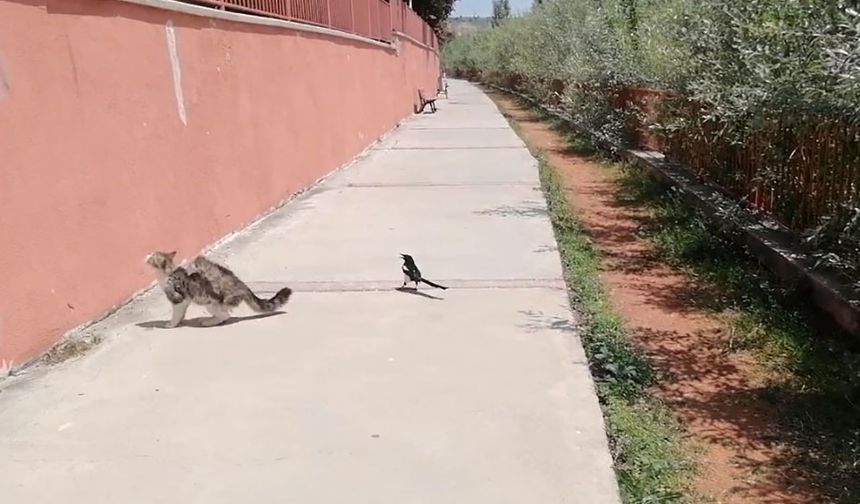 Kediyle dalga geçen karga güldürdü