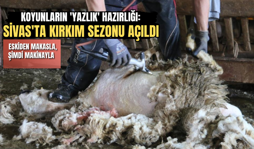 Koyunların 'Yazlık' Hazırlığı... Eskiden Makasla Şimdi Makinayla..