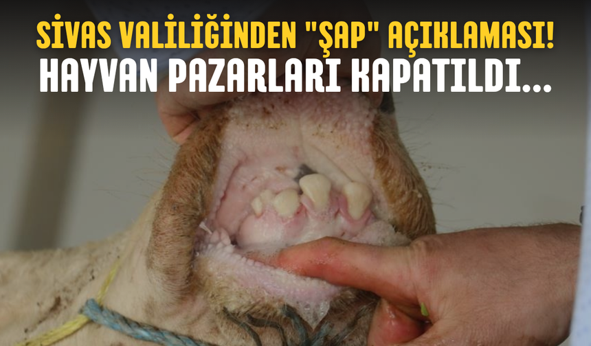 Sivas Valiliğinden "Şap" açıklaması! Hayvan pazarları kapatıldı...