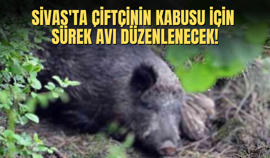 Sivas'ta Çiftçinin Kabusu için Sürek Avı Düzenlenecek!