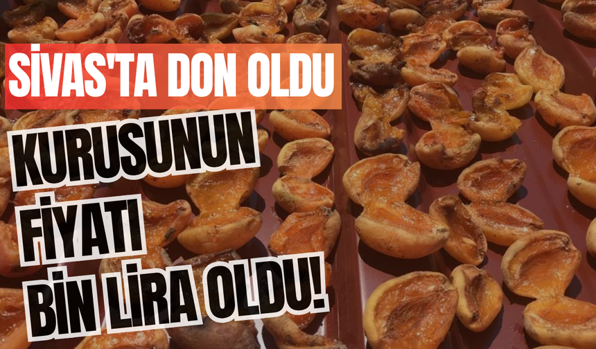 Sivas'ta don oldu, kurusunun fiyatı bin lira oldu!