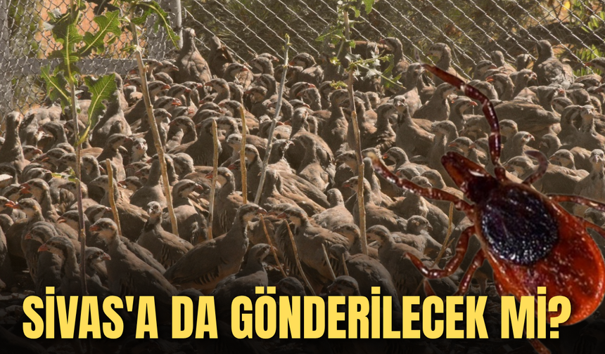 Yetiştirilip keneyle savaşmak için illere gönderiliyor! Sivas'a da gönderilecek mi?
