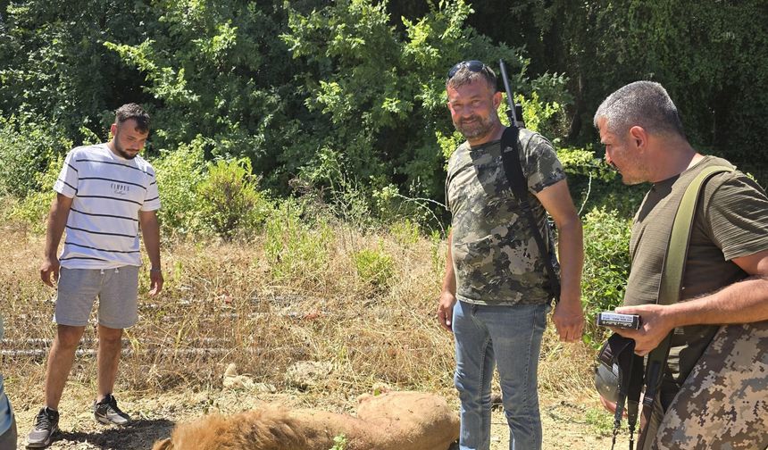 Hayvan parkından kaçan aslan öldürüldü