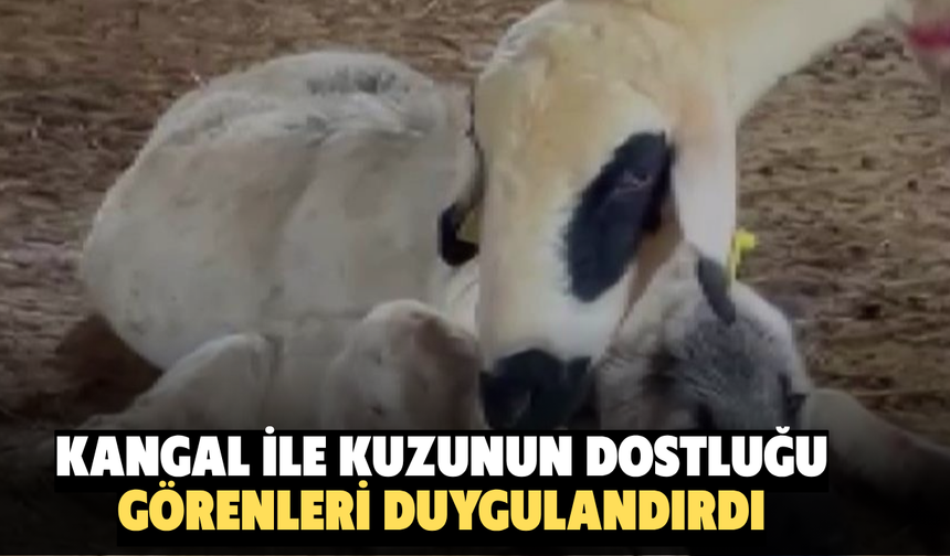Kangal ile Kuzunun Dostluğu Görenleri Duygulandırdı