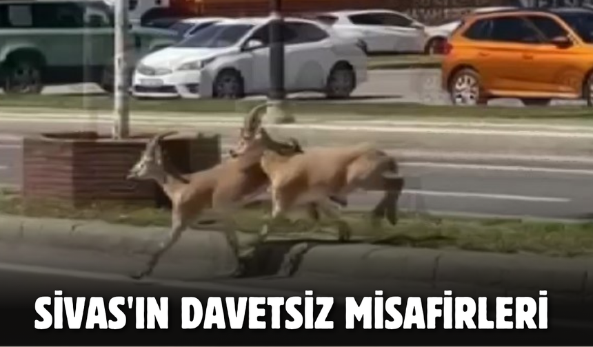 Sivas'ın davetsiz misafirleri