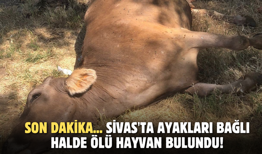 Son dakika... Sivas'ta ayakları bağlı halde ölü hayvan bulundu!