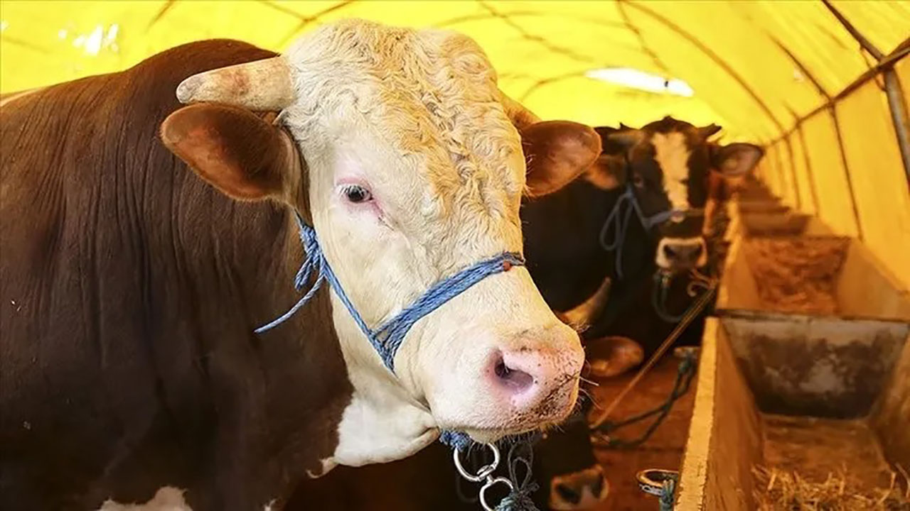 Sivas’ta Kurbanlık Sorunu Var Mı? Açıklama Geldi