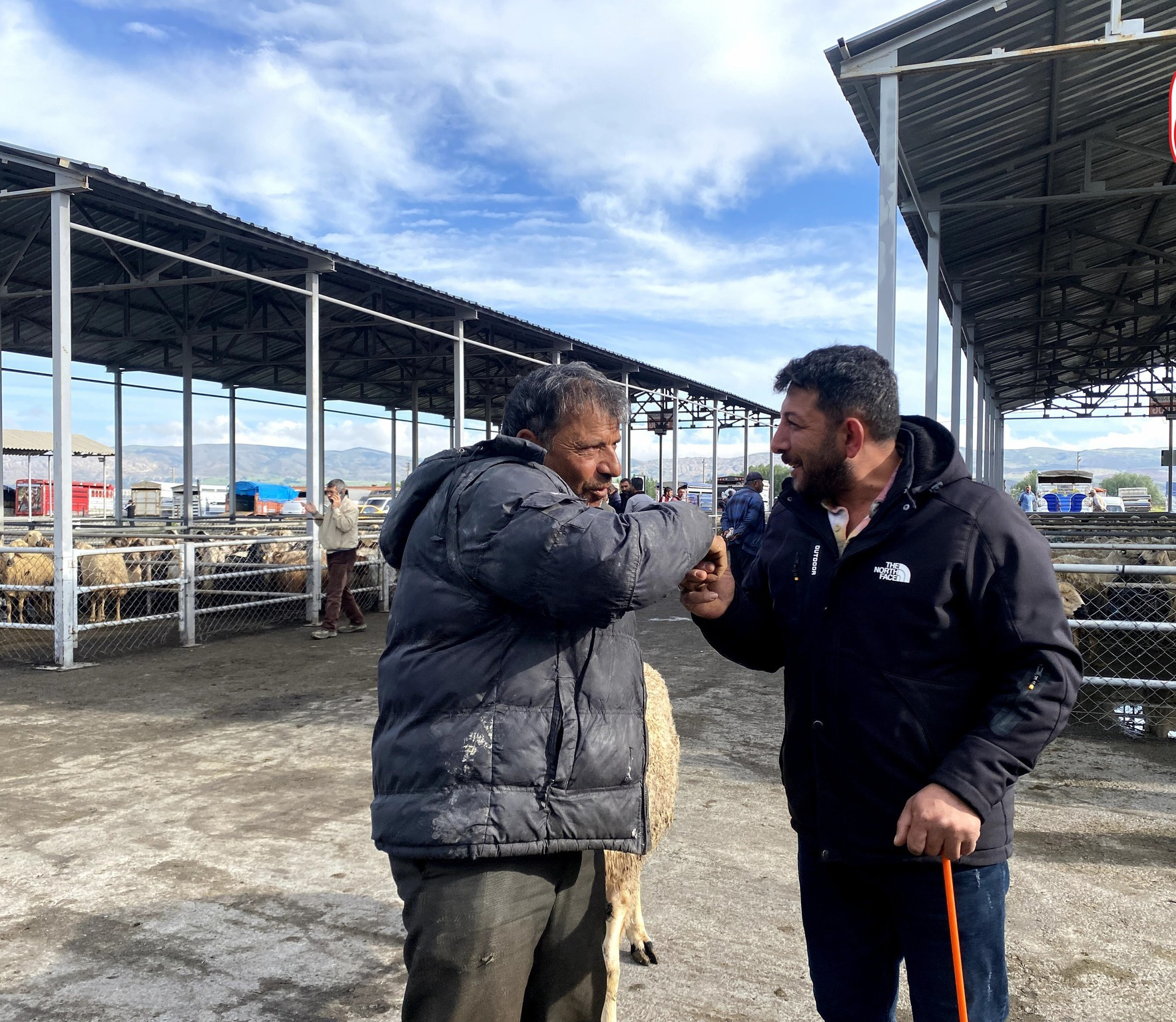 Kurbanlık Alacaklar Dikkat! İşte Şarkışla Pazarı'ndan Güncel Fiyatlar