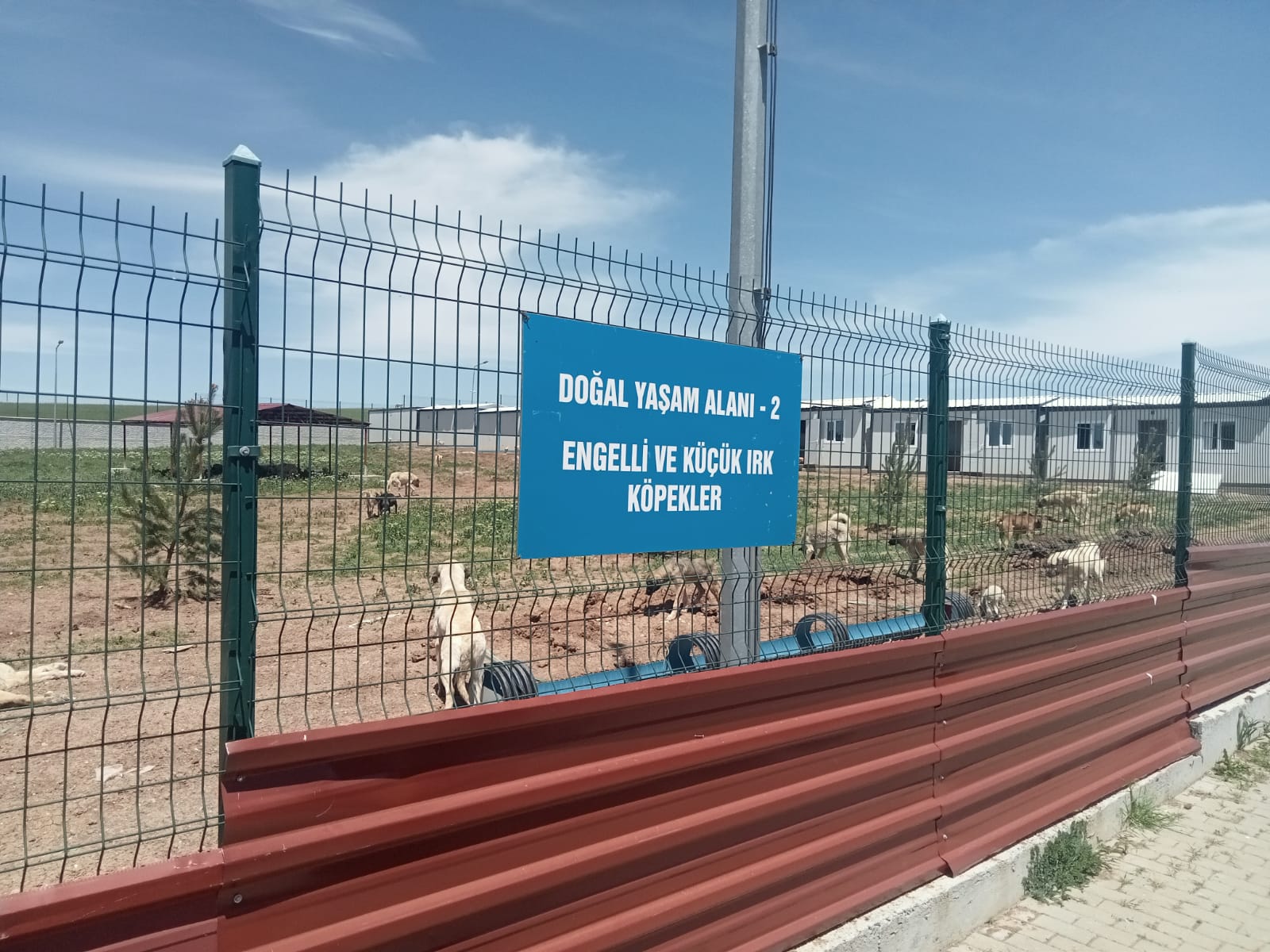 Sivas'ta sahipsiz sokak köpekleri toplanıyor
