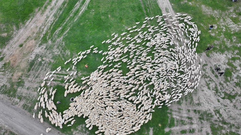 Sivas'ta yüzlerce kuzu annesiyle buluştu