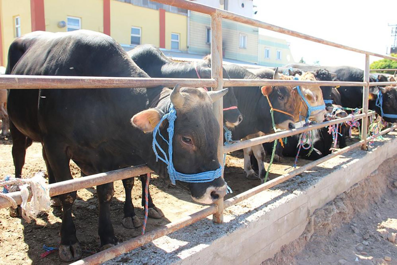 Sivas’ta Kurbanlık Sorunu Var Mı? Açıklama Geldi