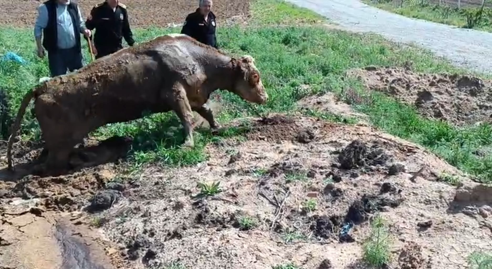 İnek çamura saplandı, yardımına itfaiye koştu
