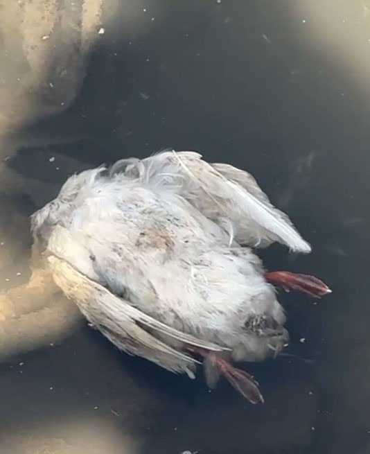 Sivas'taki çevre felaketi için numune alındı! 