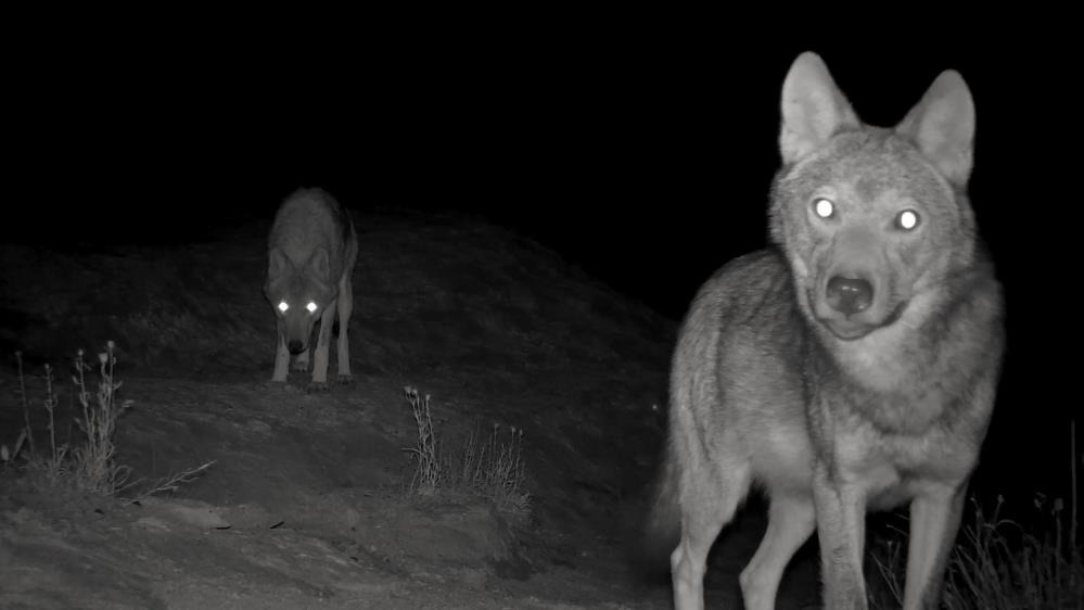 Kurt Popülasyonu Patladı! Çiftçilerin Umudu Kangal Köpeklerinde