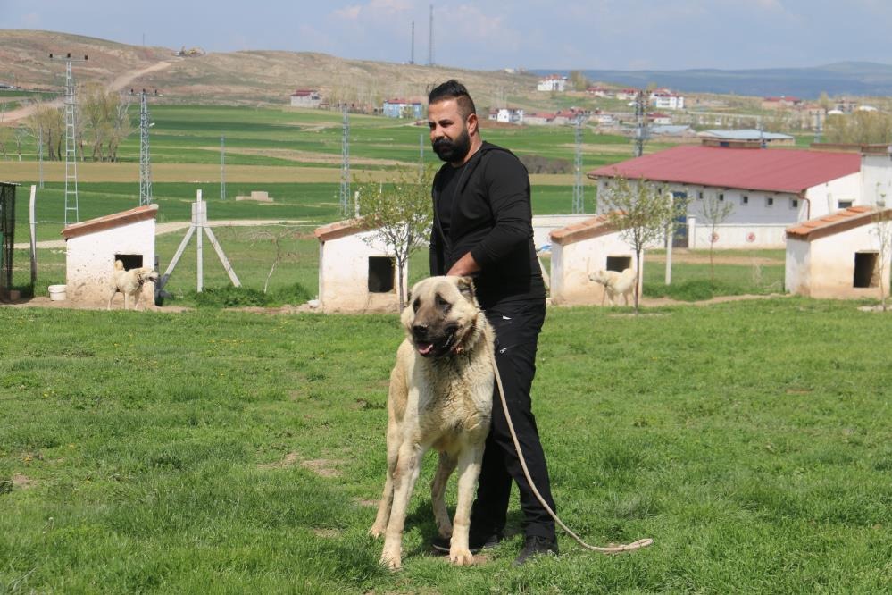 Kurt Popülasyonu Patladı! Çiftçilerin Umudu Kangal Köpeklerinde