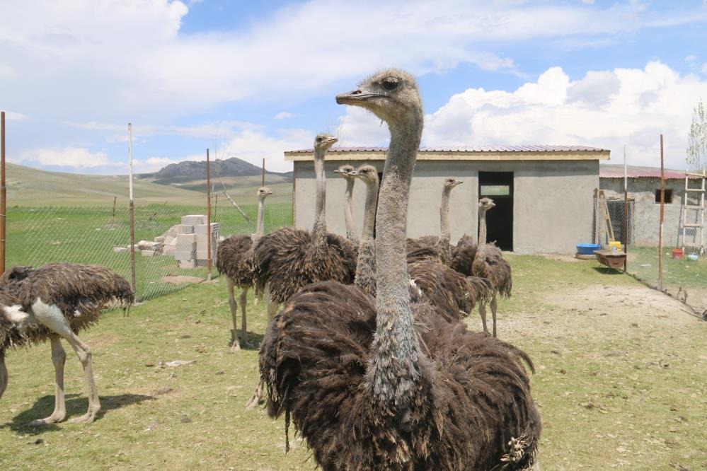 Sivas'ın bozkırında  bu işi yapan tek kişi! 