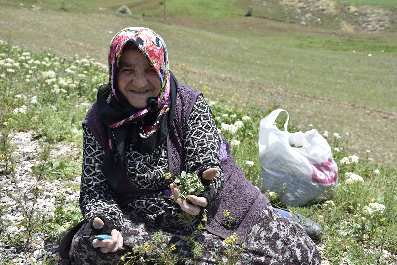 Sivas'ın Yeşil Altını: Madımak Hem Sofraları Hem Cepleri Dolduruyor