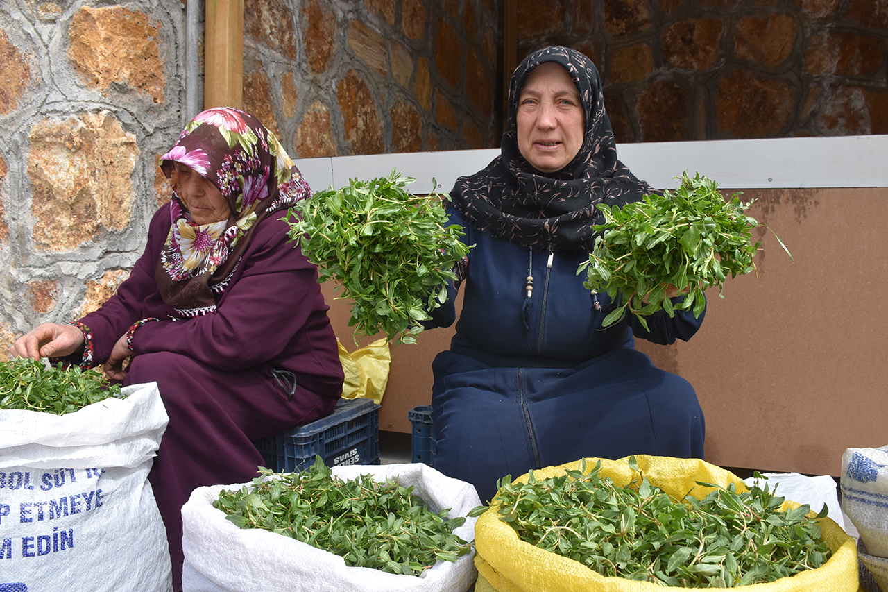 Sivas'ın Yeşil Altını: Madımak Hem Sofraları Hem Cepleri Dolduruyor