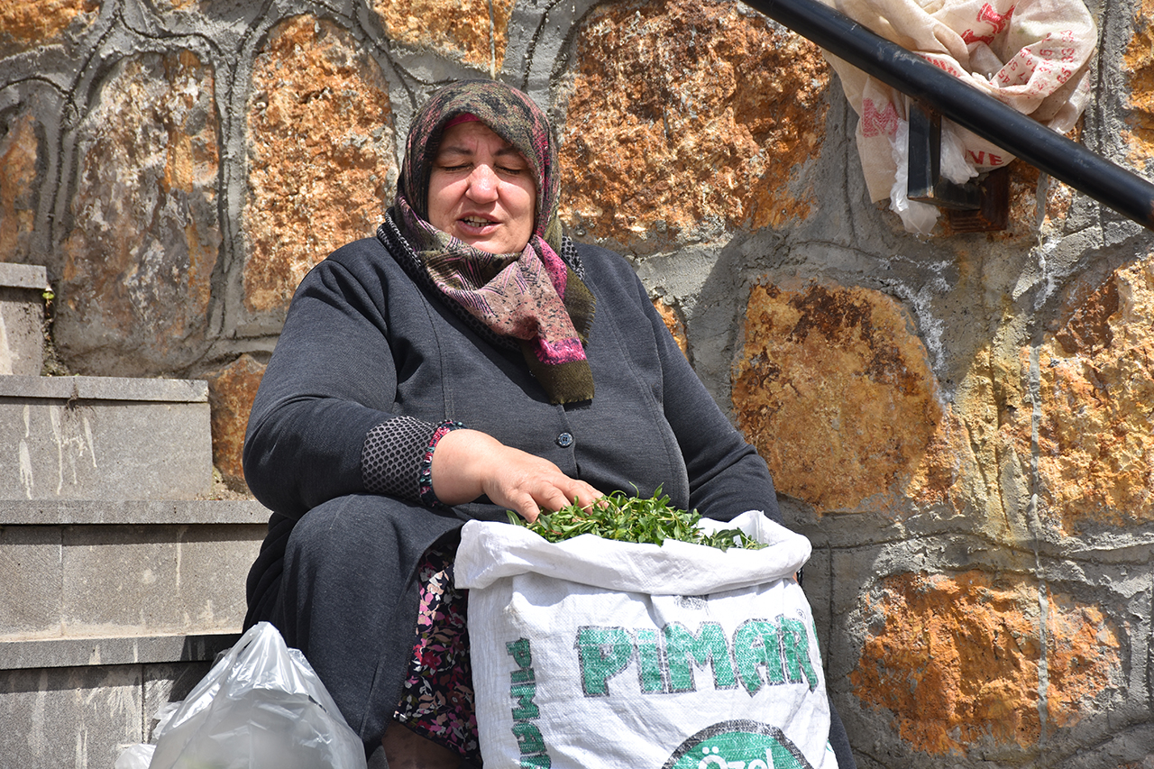 Sivas'ın Yeşil Altını: Madımak Hem Sofraları Hem Cepleri Dolduruyor