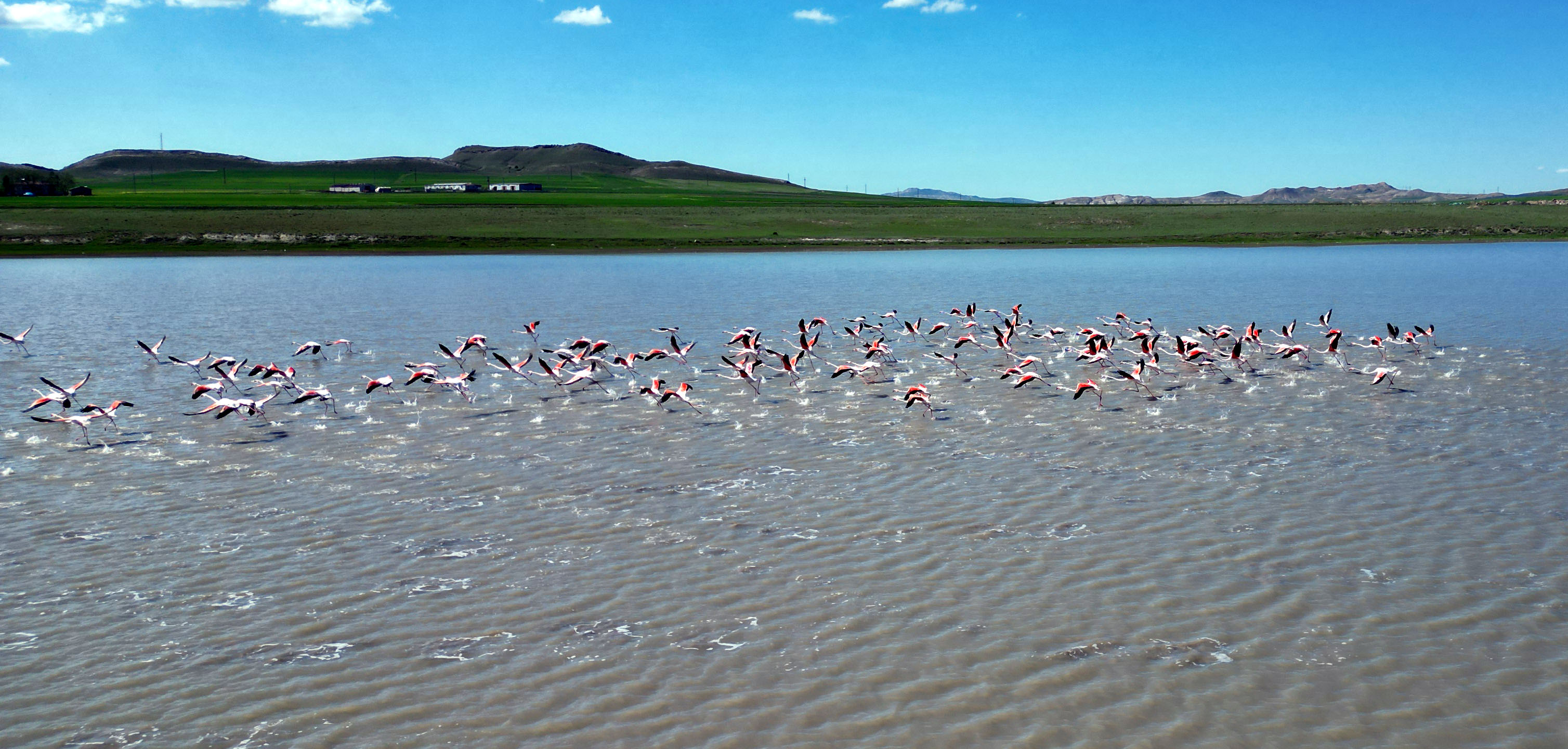 Ulaş Gölü, Flamingolarla Pembe Bir Bahara Uyandı!