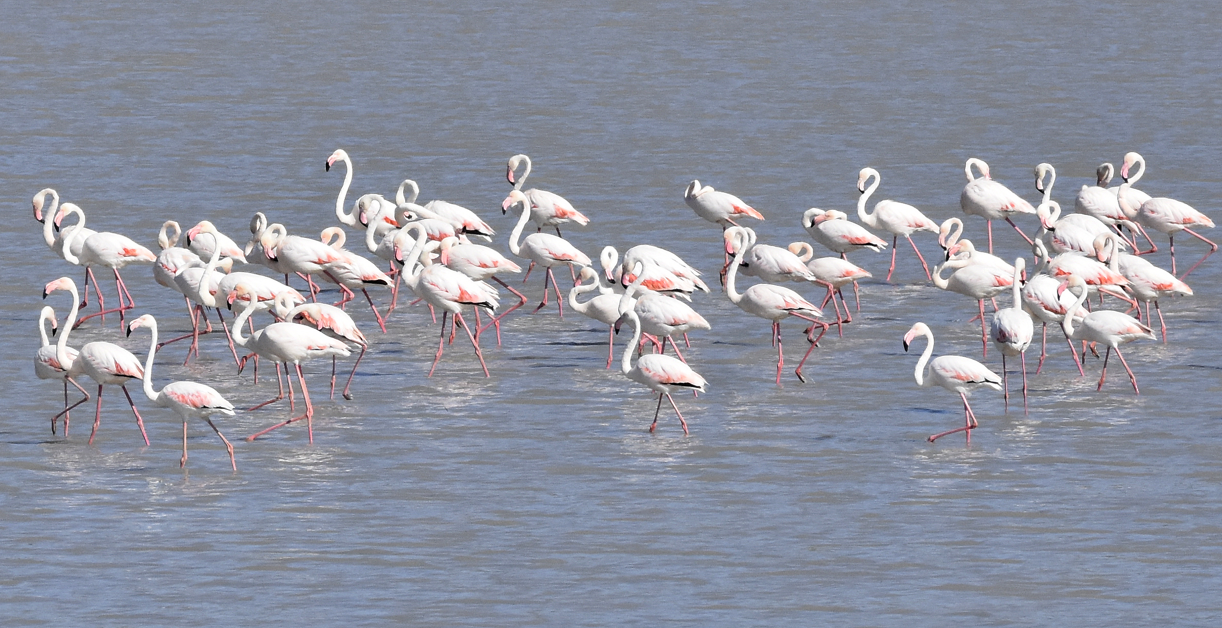 Ulaş Gölü, Flamingolarla Pembe Bir Bahara Uyandı!