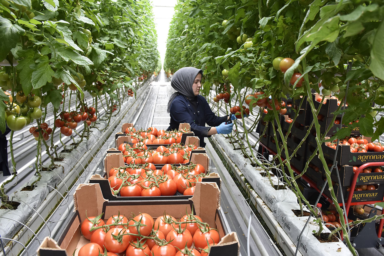 Sıfır Pestisit, Yüksek Verim: Sivas’ın Serası Avrupa’ya Açılıyor