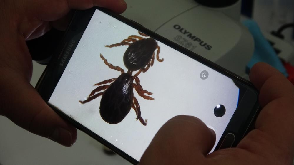 Sivas ve Çevre İllerde Kene Alarmı: KKKA Vakaları Görülmeye Başlandı