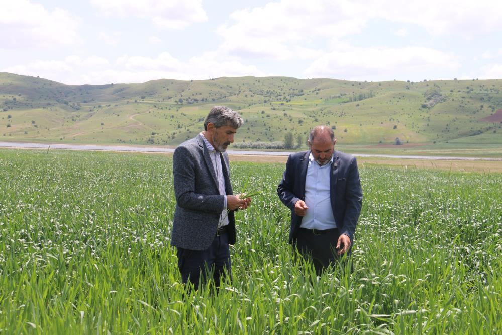 Sivas çiftçisi TMO'nun alım fiyatlarına ne diyor?
