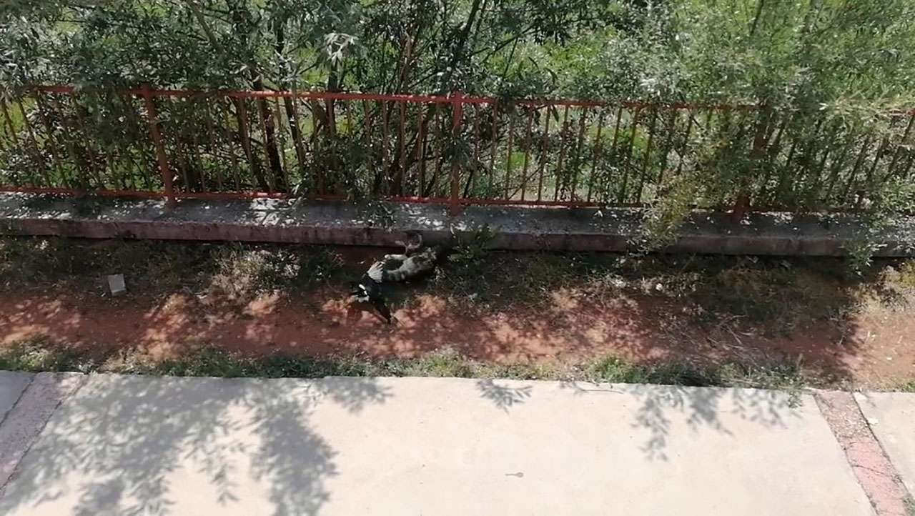 Kediyle dalga geçen karga güldürdü
