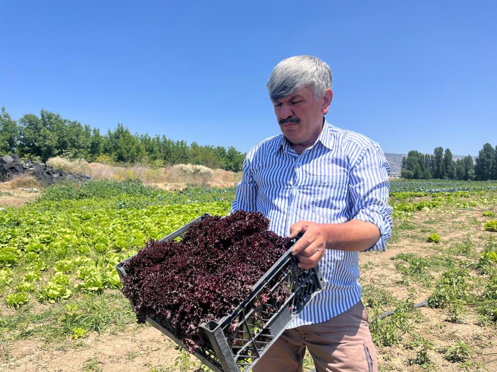 Marulun ekmeğini aracılar yiyor, çiftçi vatandaş mağdur