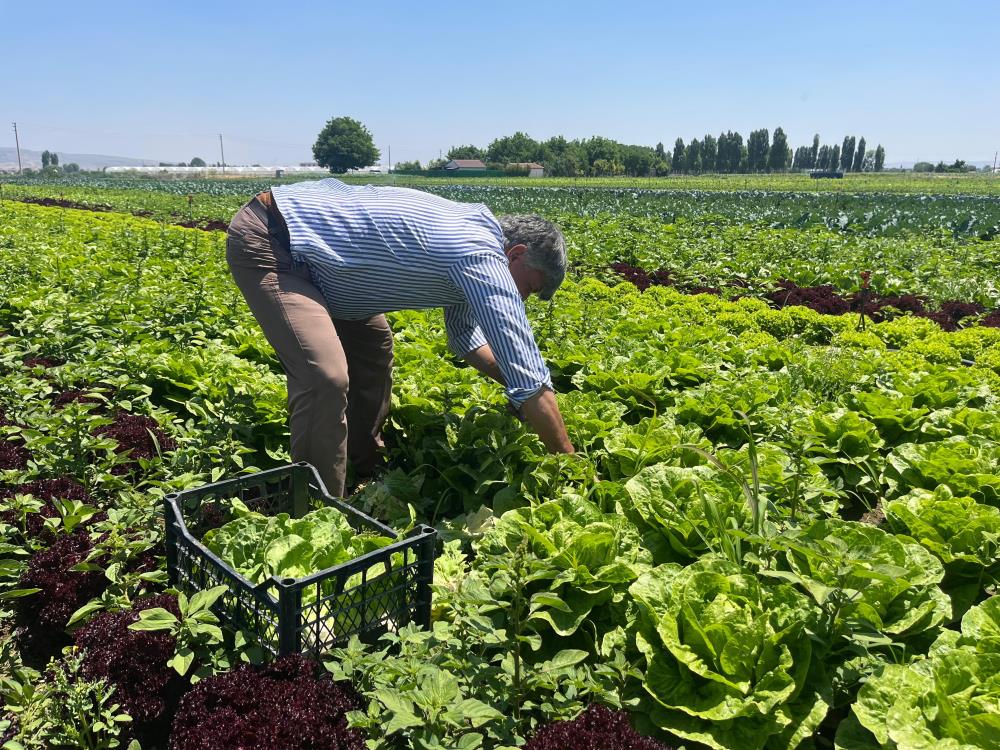Marulun ekmeğini aracılar yiyor, çiftçi vatandaş mağdur