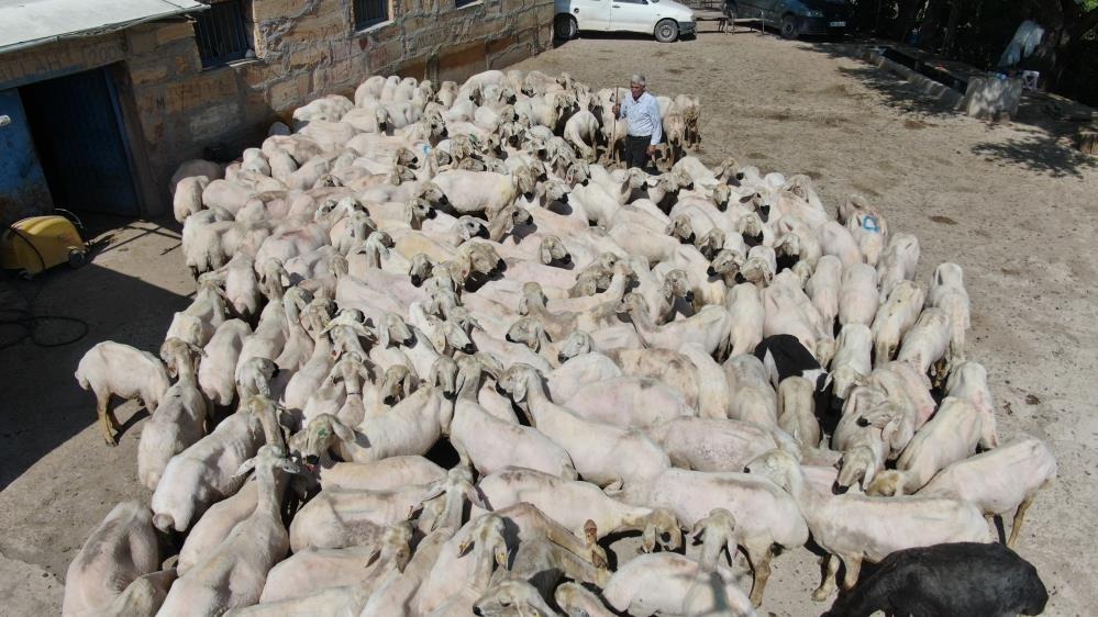 Koyunların 'Yazlık' Hazırlığı: Sivas'ta Kırkım Sezonu Açıldı