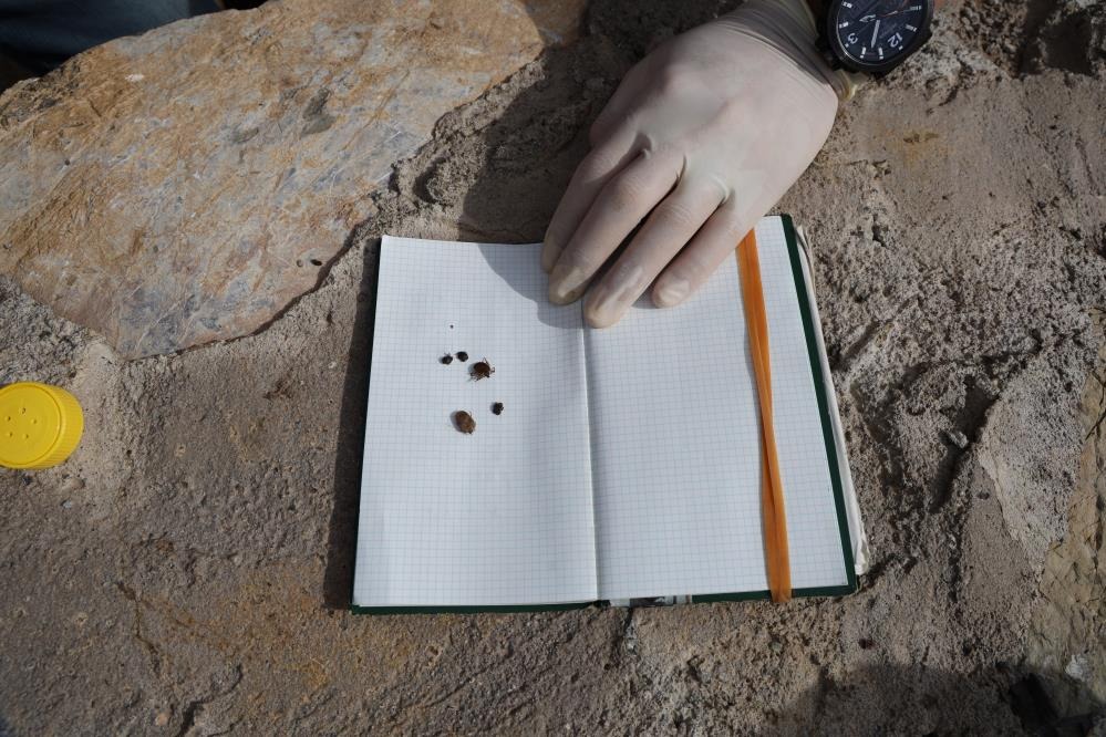 Doğal denge bozuldu, kene popülasyonu arttı