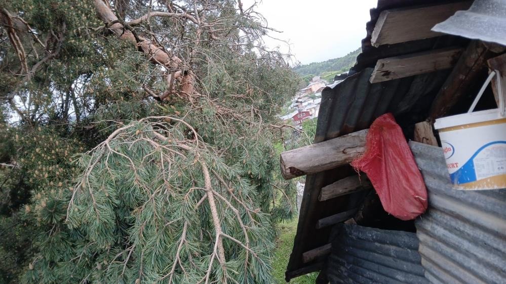 Sivas'ta  Büyükbaş Hayvanlar Faciadan Döndü
