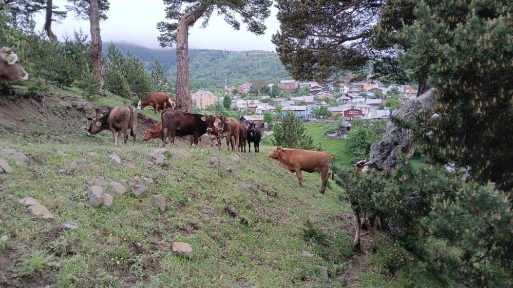 Sivas'ta  Büyükbaş Hayvanlar Faciadan Döndü