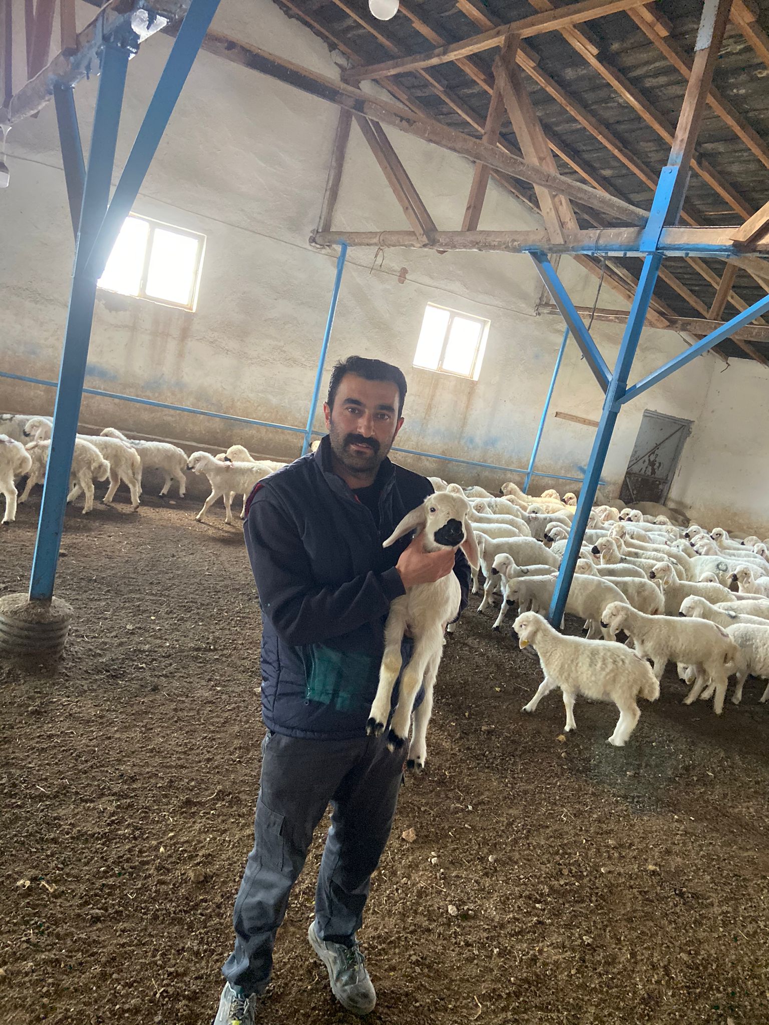 Veteriner Eksikliği Kangal’ı Vurdu: Şap Salgını Büyüyor!