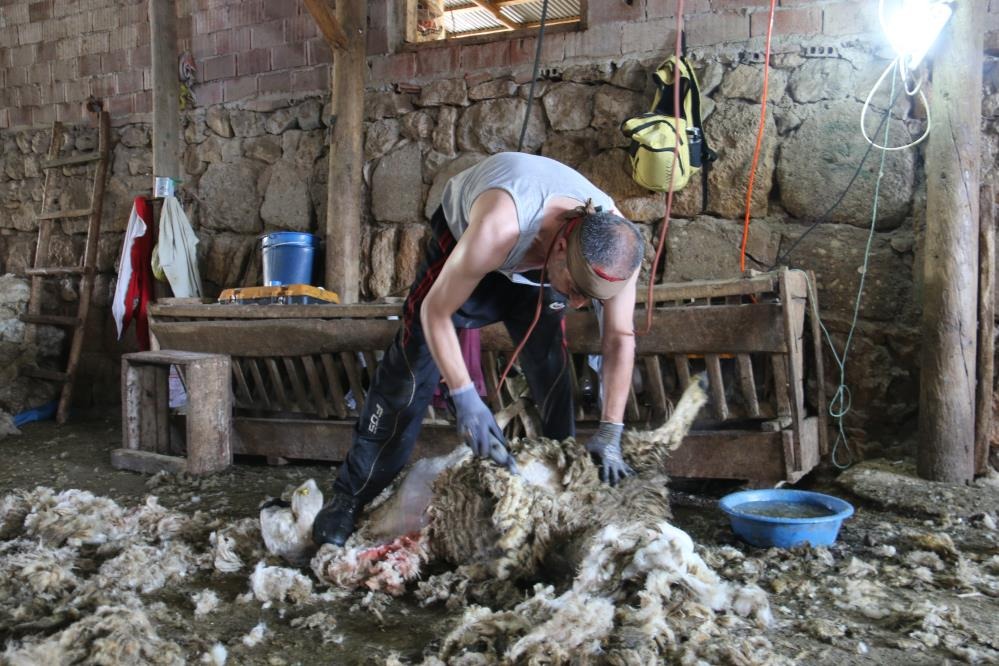 Koyunların 'Yazlık' Hazırlığı: Sivas'ta Kırkım Sezonu Açıldı