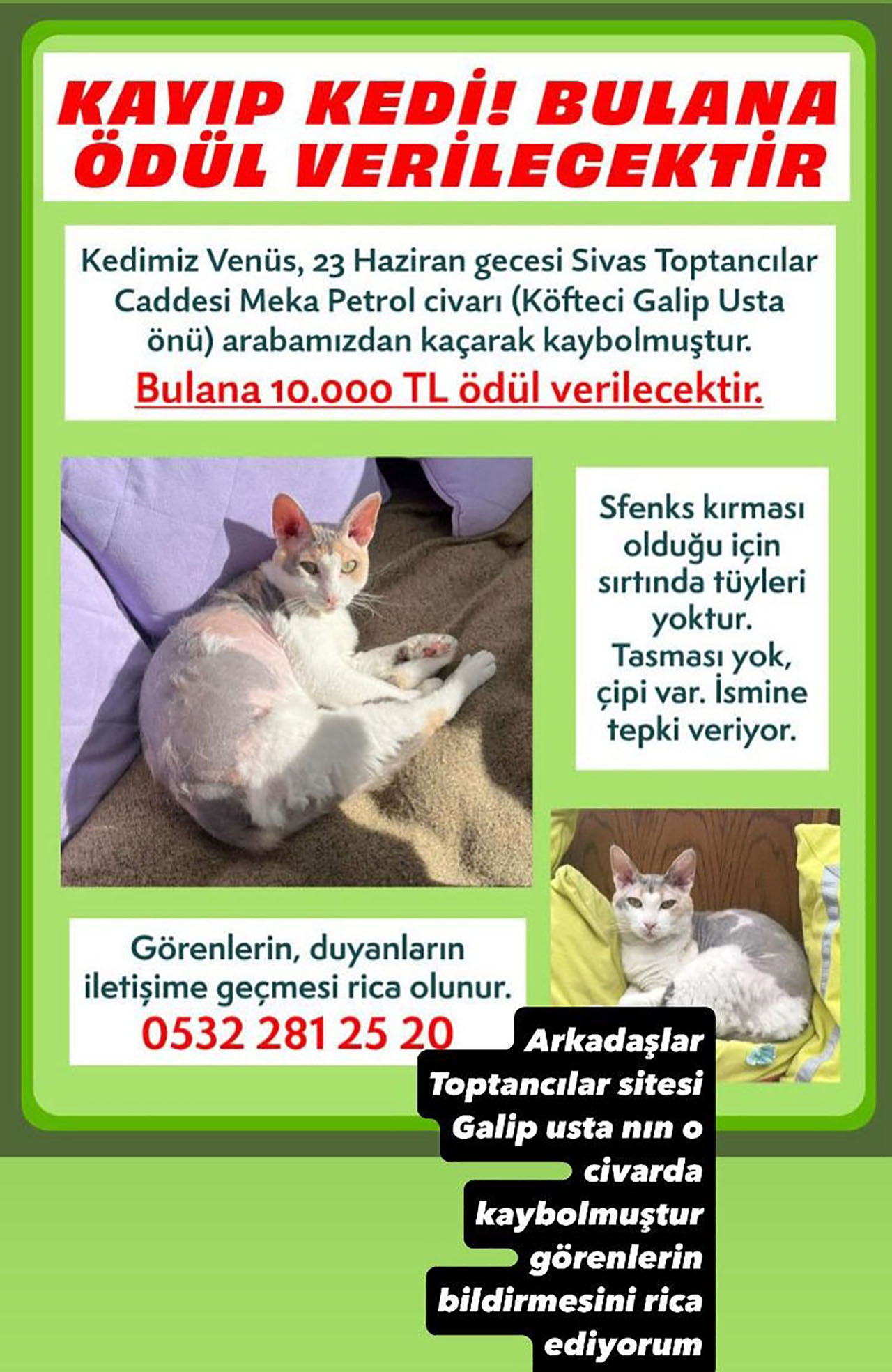 Minibüsten Firar Eden Kedi Sahiplerini Sivas'ta Bıraktı Geri Dönmesini Bekliyoruz (2)