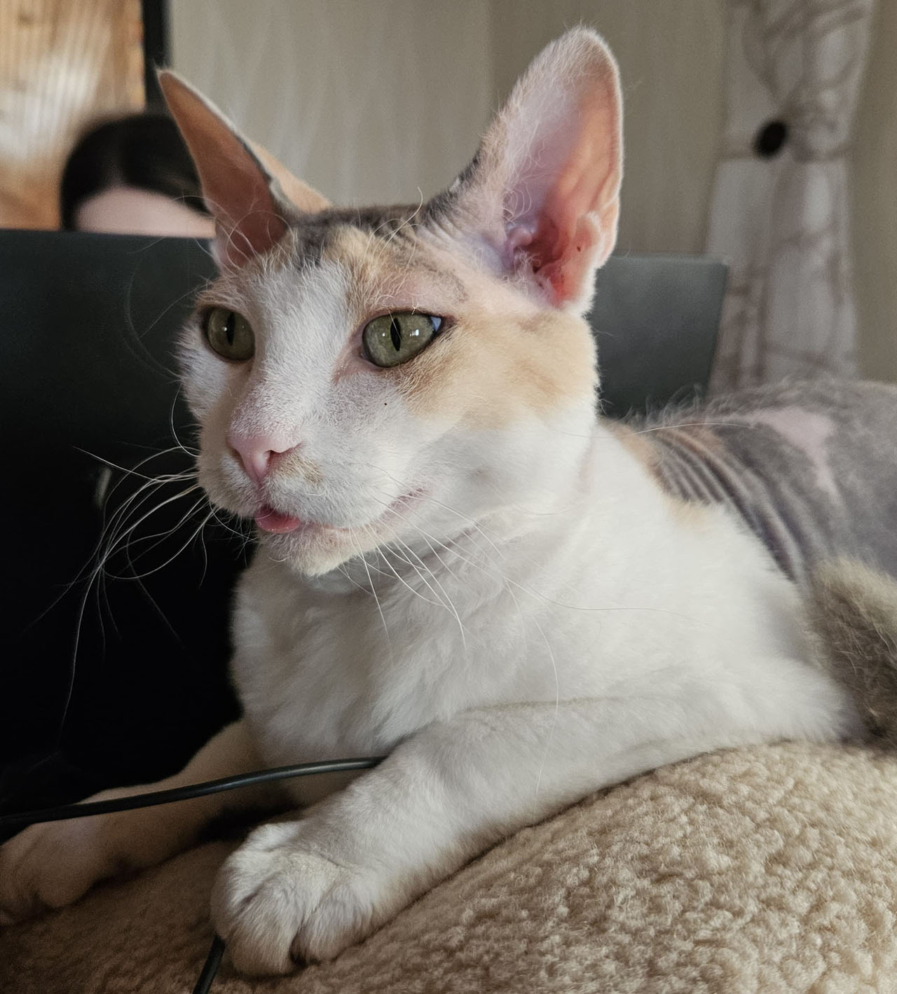 Minibüsten Firar Eden Kedi Sahiplerini Sivas'ta Bıraktı Geri Dönmesini Bekliyoruz (4)