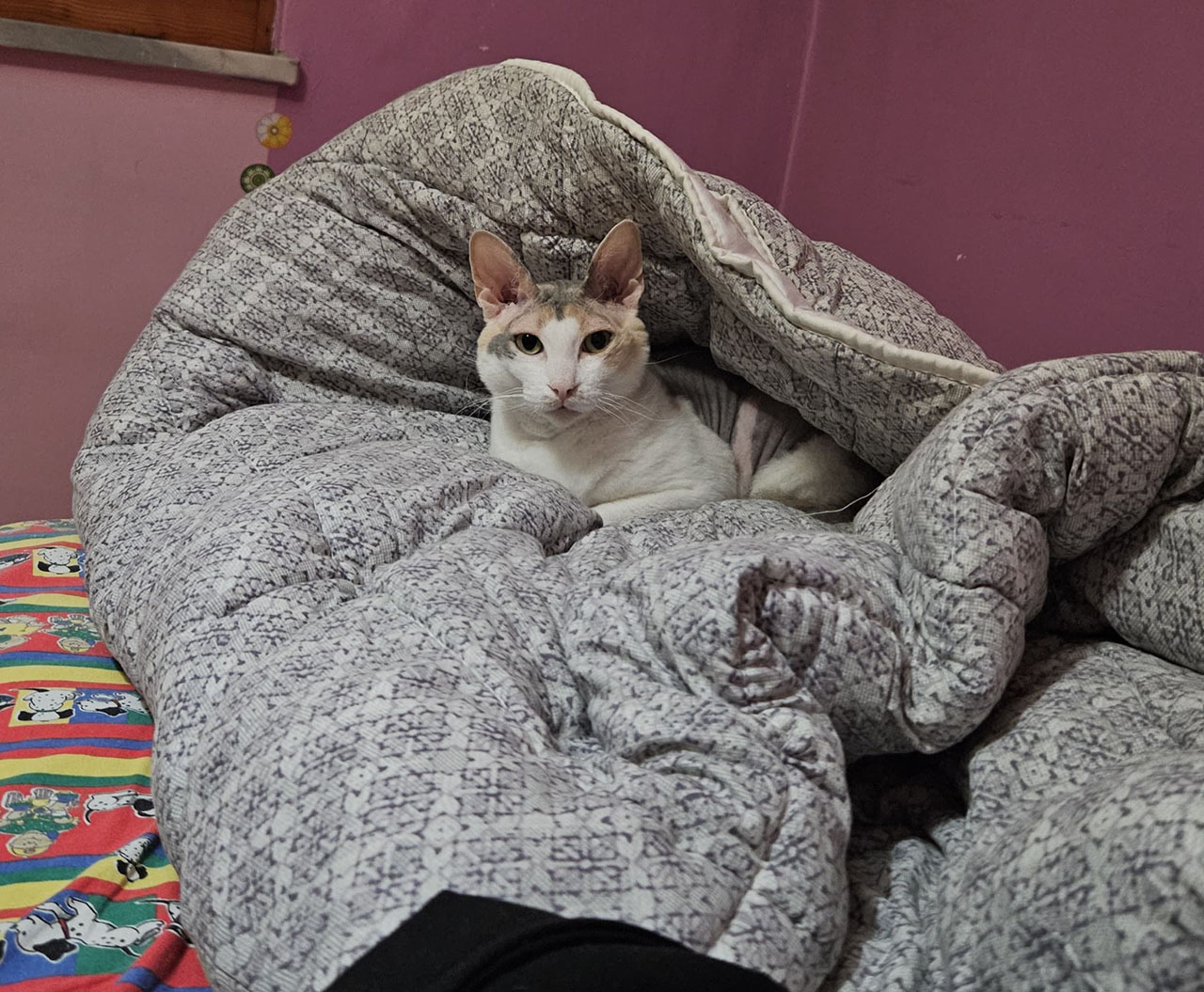 Minibüsten Firar Eden Kedi Sahiplerini Sivas'ta Bıraktı Geri Dönmesini Bekliyoruz (5)