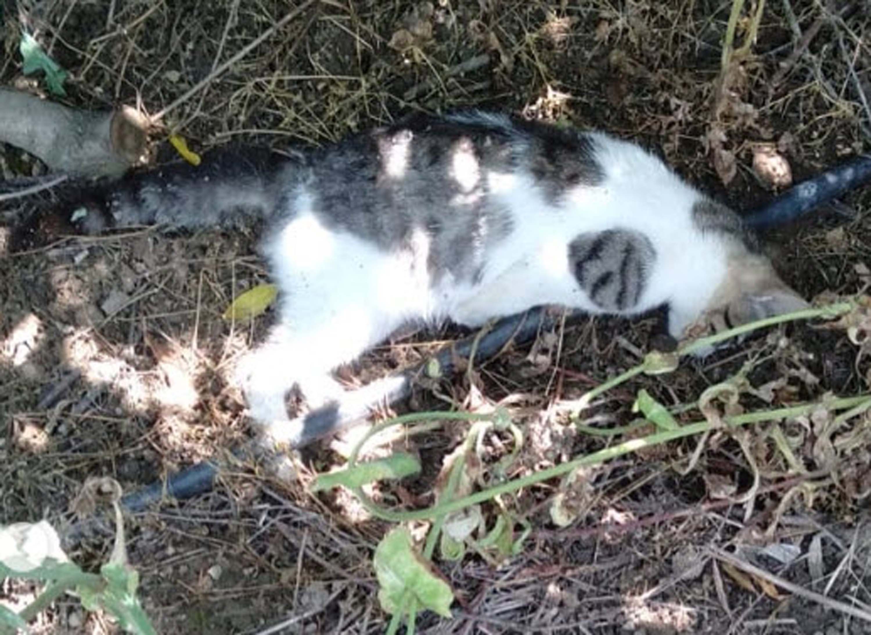Zehirlendikleri öne sürülen 6 sokak köpeği ile 2 kedi öldü